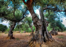 Maruggio